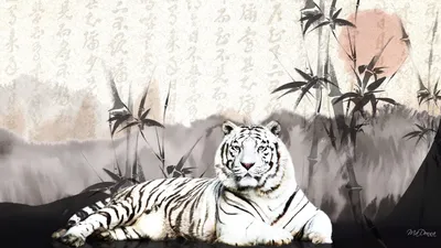 Черный тигр - 69 фото