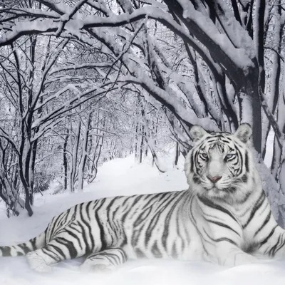 Белый тигренок - 67 фото