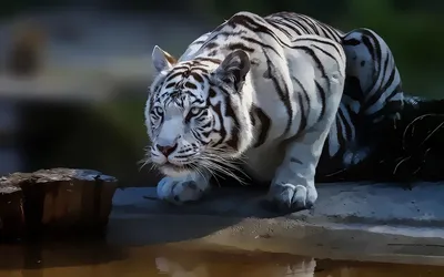 Обои на рабочий стол Рисунок белого тигра у водопоя, обои для рабочего стола,  скачать обои, обои бесплатно