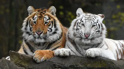 Обои Оскал белого тигра, картинки - Обои для рабочего стола Оскал белого  тигра фото из альбома: (животные)