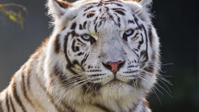 Обои белый тигр, тигр, хищник, большая кошка, животное картинки на рабочий  стол, фото скачать бесплатно