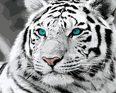 Бенгальский белый тигр / Bengal white tiger