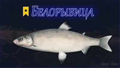 Белорыбица Stenodus leucichthys (Gьldenstдdt, 1772) - Рыбы - Разделы -  Красная книга Оренбургской области