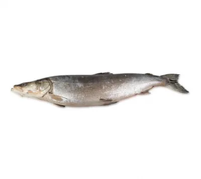 Неправильные названия рыб на нашем рынке: maxnicol — LiveJournal