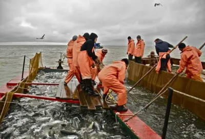 Выращивающий белорыбицу рыбозавод использует отечественные корма | ИА  Красная Весна