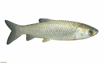 Рыба белый амур фото - Рыболовная база Завидово