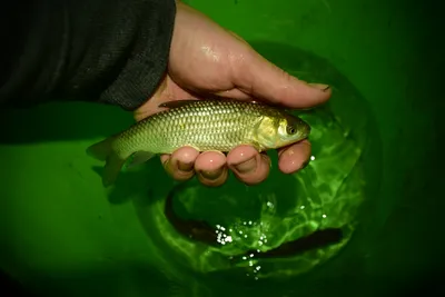 Белый амур - фото, описание рыбы, где и на какие снасти ловить