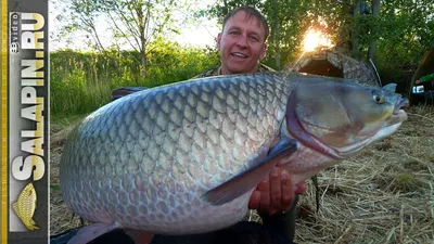 Белый Амур 18-20 см - незаменимая рыба для Вашего водоёма, чистит пруд от  твердой растительности — Интернет-магазин — АкваЛайн