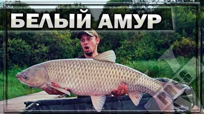 Белый амур | разведение ловля рыбы