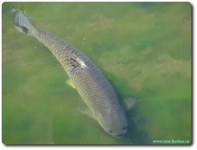 Белый Амур 10-13 см - незаменимая рыба для Вашего водоёма, чистит пруд от  твердой растительности — Интернет-магазин — АкваЛайн