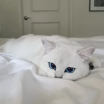 Коби — кошка с самыми красивыми голубыми глазами Нет, это не фотошоп. У  этой кошки действительно такой магический взгляд.… | Cute cats, Pretty  cats, Beautiful cats