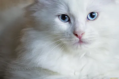 Белая сибирская кошка с голубыми глазами - картинки и фото koshka.top