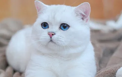 Белая кошка с голубыми глазами: популярные породы, уход за шерстью, фото