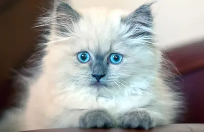 Фото Белая кошка с голубыми глазами