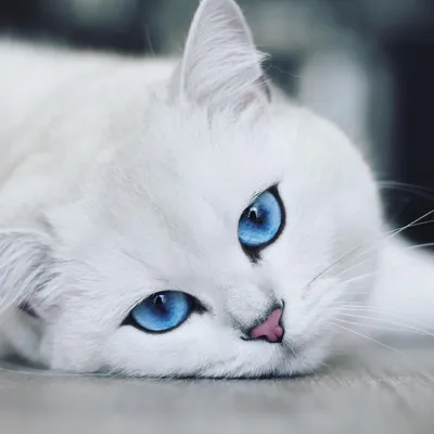 Белый кот с голубыми глазами - 68 фото