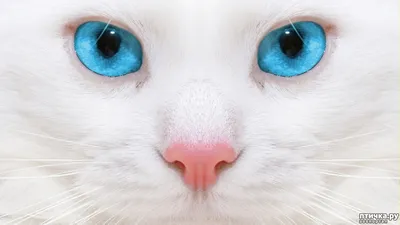 красивый портрет белой кошки с голубыми глазами Стоковое Изображение -  изображение насчитывающей вискеры, волосы: 221050711