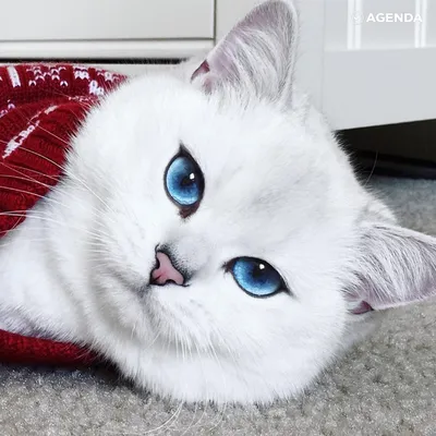 Белый котик с голубыми глазами - 74 фото