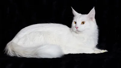 Почему белые и голубоглазые кошки глухие от рождения? | gafki.ru | Дзен
