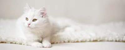 белый кот с голубыми глазами. кошки закрываются. низкий свет Стоковое  Изображение - изображение насчитывающей кошачий, мило: 236050045