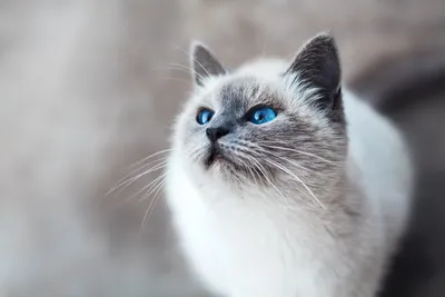 Хуманищация белой кошки с голубыми …» — создано в Шедевруме