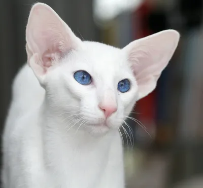 Голубоглазые породы кошек | ВКонтакте