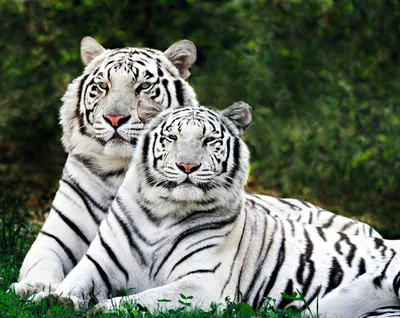 Фото белых тигрят фото