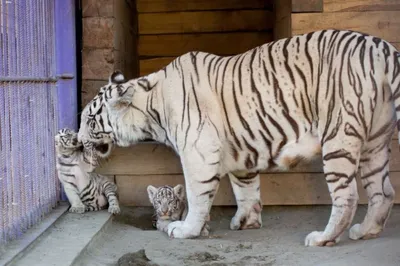 Мимишные фото белых тигрят и их мамы Фифы опубликовал зоопарк Барнаула |  ОБЩЕСТВО | АиФ Барнаул