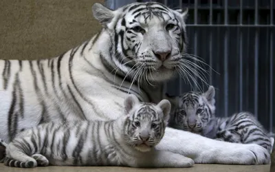 Первые шаги: как белые тигренки впервые увидели мир — Фото