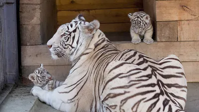 В мексиканском зоопарке показали редких белых тигрят (фоторепортаж) | УНИАН