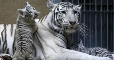 Сплошное ми-ми-ми. Барнаульский зоопарк показал подросших белых тигрят