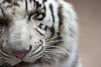 Редкостные белые тигры и обезьянки: в зоопарке в Бердянске произошел  бэби-бум – фото, видео - Новости Бердянск - 24 Канал
