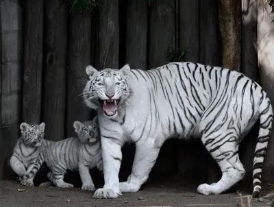 В Новосибирском зоопарке родились белые тигрята - KP.RU