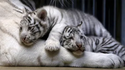 В зоопарке Буэнос-Айреса впервые показали белых бенгальских тигрят - Delfi  RU