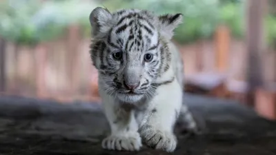 NEWSru.com :: В Индии белые тигрята загрызли пришедшего их покормить  сотрудника национального парка