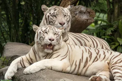 Картина по номерам \"Семья белых тигров\"