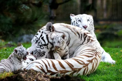 Скачать обои тигр, арт, снег, белые, тигрята разрешение 1920x1080 #105624