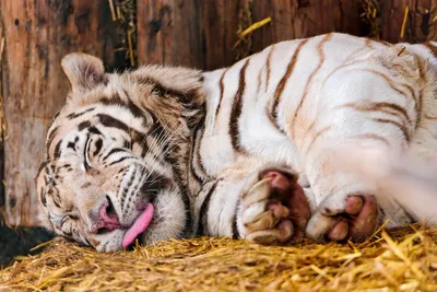 В Клайпедском зоопарке на свет появились необычные тигрята - Delfi RU