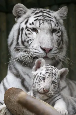 Появились первые фото белых тигрят, родившихся в чешском зоопарке