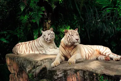 Petsland - Среди всех тигров белые тигры очень красивы и очаровательны. Их  внешность делает их уникальными и мифическими. В зоопарках белые тигры  всегда были центром притяжения для детей и взрослых. Из-за их