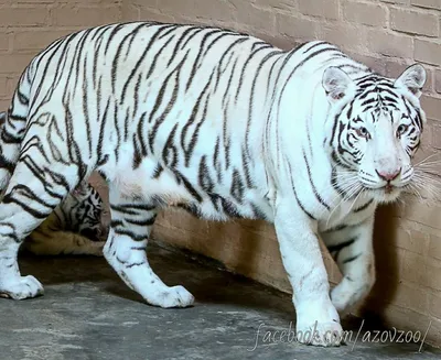 В Новосибирском зоопарке отмечают международный день тигра