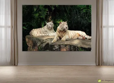 Три белых бенгальских тигренка
