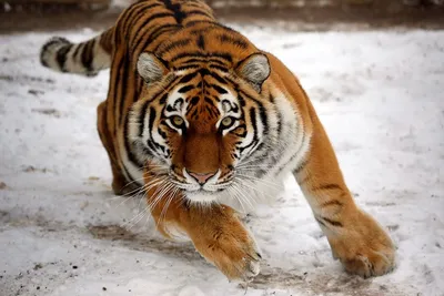 Волшебство Снегов: Загадка и Красота Белых Тигров. | Удивительный Мир  Животных | Дзен