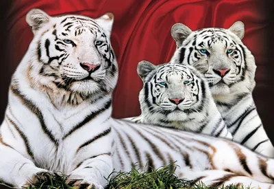Белый тигр: истории из жизни, советы, новости, юмор и картинки — Лучшее |  Пикабу