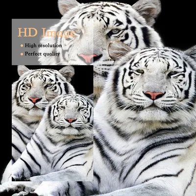 В зоопарке Бердянска родились уникальные белые тигрята - Новости Украины -  InfoResist