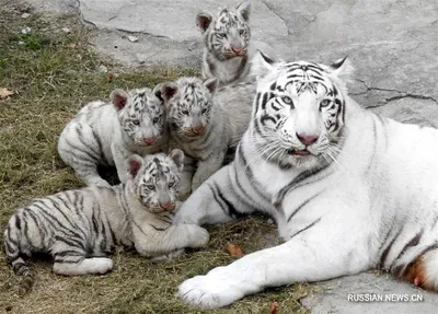 В зоопарке Екатеринбурга родились белые тигрята | РИА Новости Медиабанк