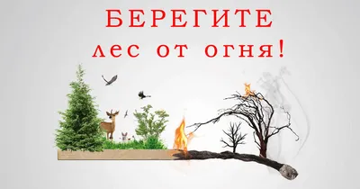 Берегите лес от пожара! - Статьи - Общественно-политическая газета  «Пучежские вести»