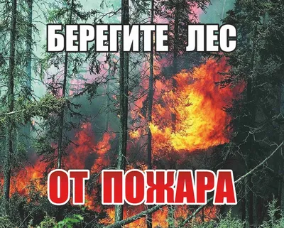 Берегите лес от огня!