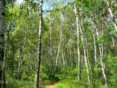 Фото березового леса фото