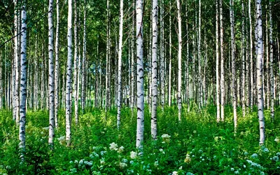 Красивый березовый лес - 76 фото