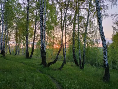 Красивый березовый лес - 76 фото